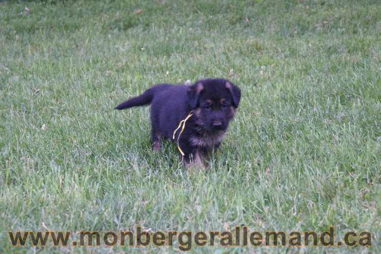 Chiots Berger allemand a Lady 8 Juin 2011