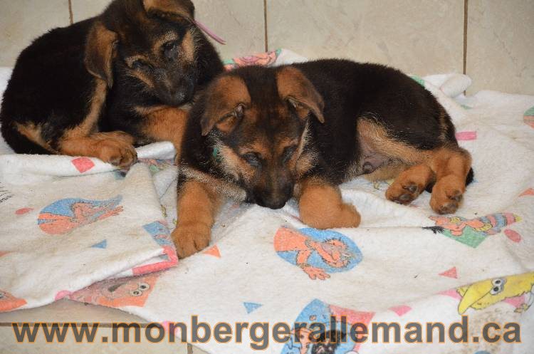 Les chiots berger allemand - 3 Aout 2011