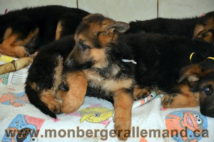 Les chiots berger allemand - 3 Aout 2011