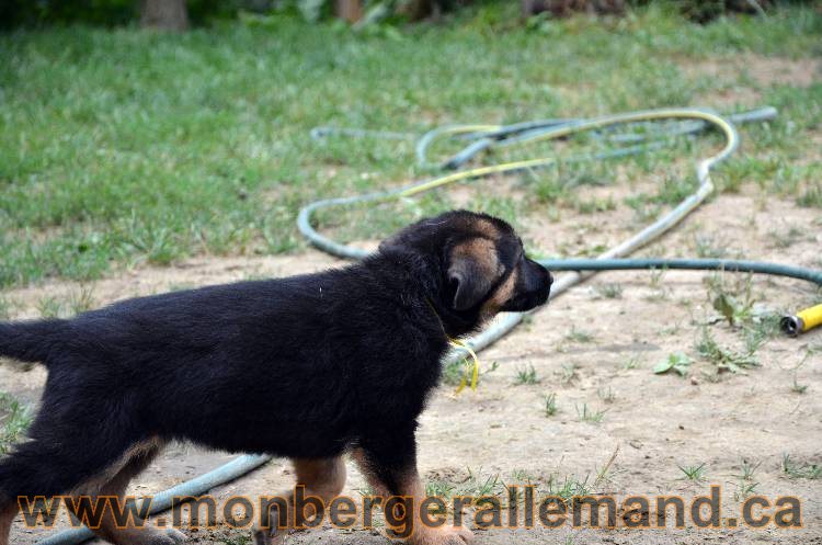 Les chiots berger allemand - 3 Aout 2011