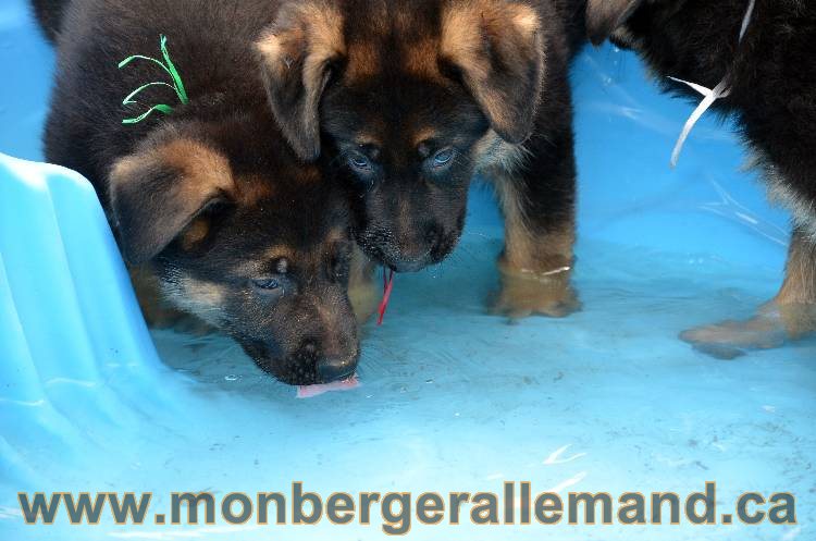 Les chiots berger allemand - 3 Aout 2011