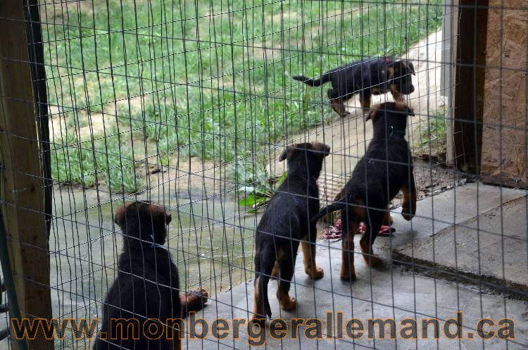 Les chiots berger allemand - 3 Aout 2011