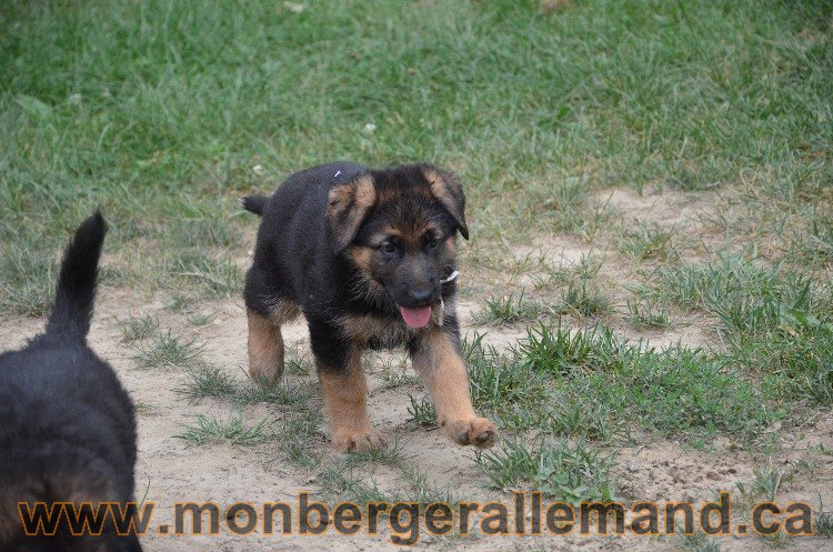 Les chiots - Berger allemand de grande lignées !