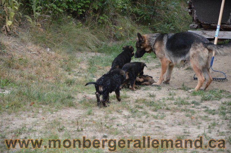 Les chiots - Berger allemand de grande lignées !