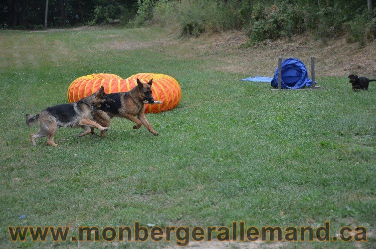 Les chiots - Berger allemand de grande lignées !