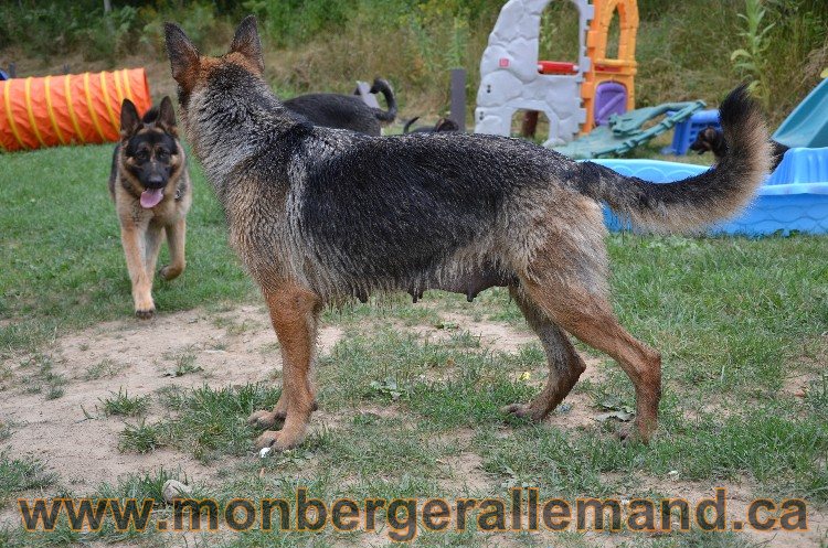 Les chiots - Berger allemand de grande lignées !