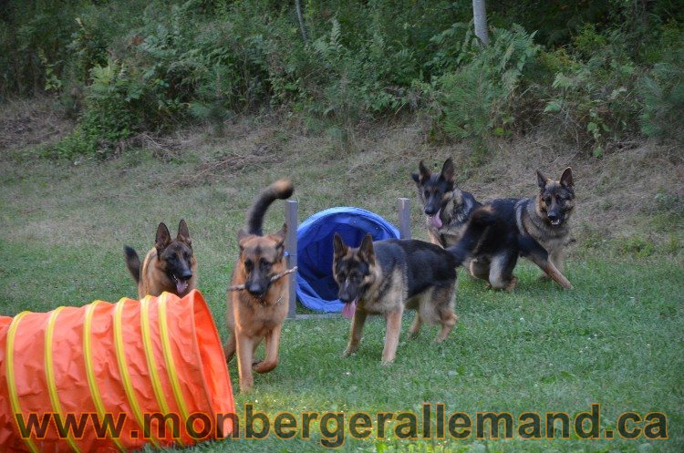 Vidal Aout 2011 - Berger Allemand de haute lignée