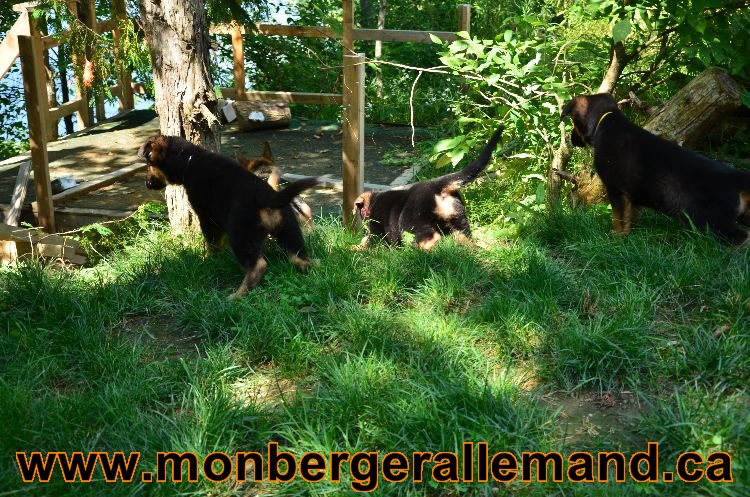 Chiots Roxy 12 aout 2011- Magnifique berger allemand !