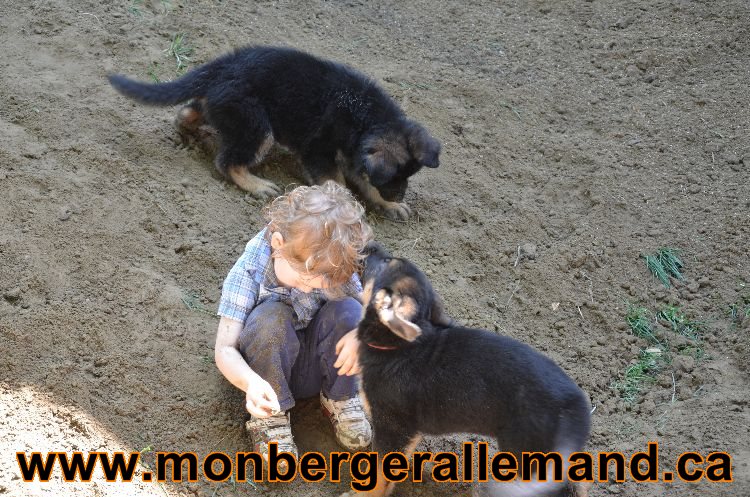 Chiots Roxy 12 aout 2011- Magnifique berger allemand !