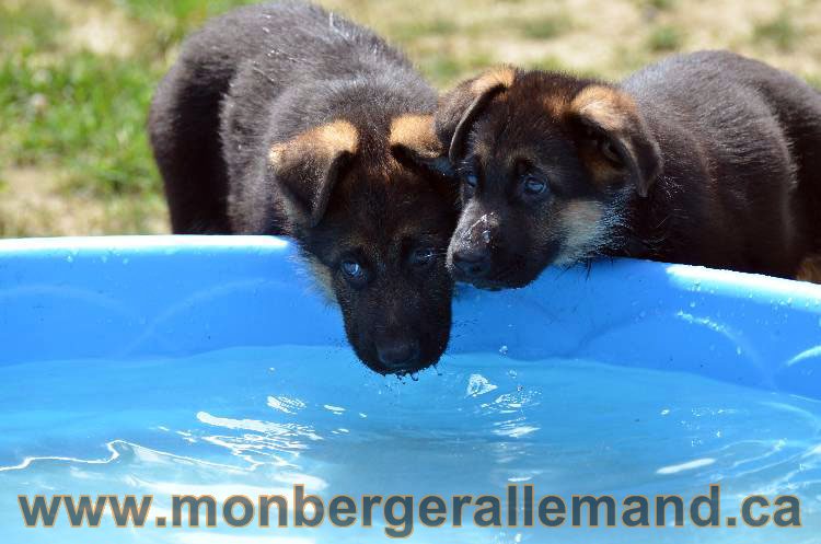 Les chiens et les Chiots berger allemand !