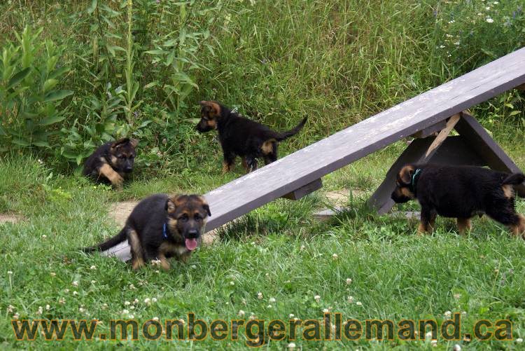 Chiots berger allemand a Kenya 25 juillet 2011