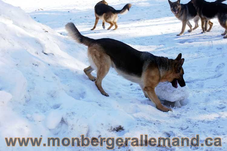 Photo berger allemand Janvier 2011 - outaouais-Laurentides-monteregie-estrie-montreal-gatineau-laval