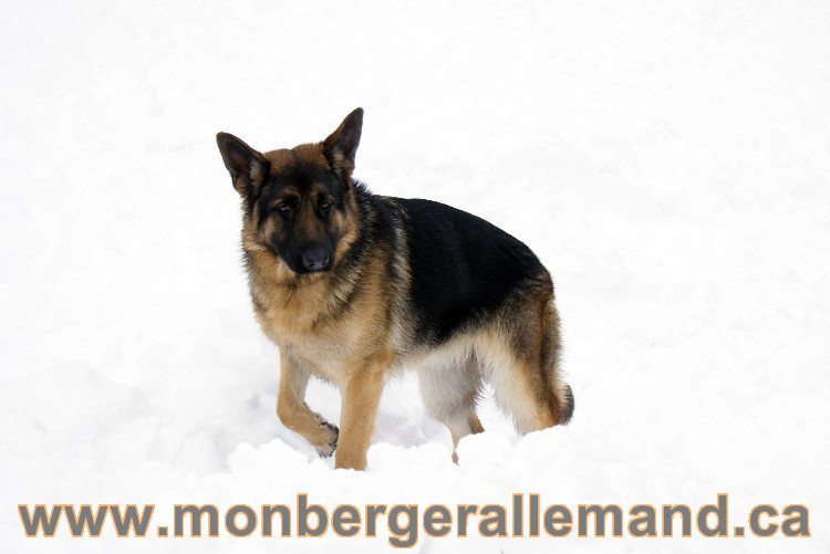 Roxy - Berger Allemand Femelle