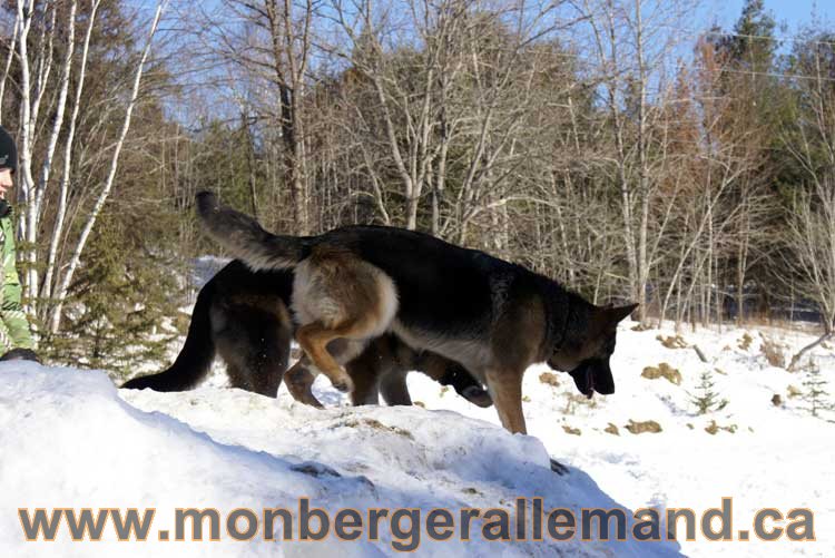 Photo berger allemand Janvier 2011 - outaouais-Laurentides-monteregie-estrie-montreal-gatineau-laval