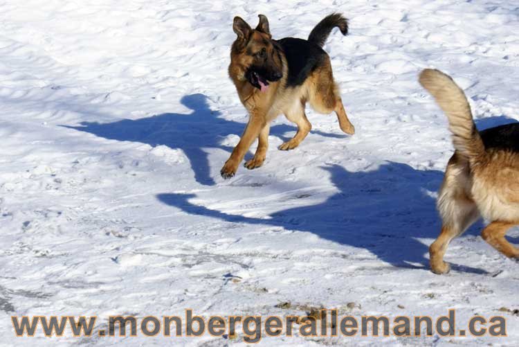 Photo berger allemand Janvier 2011 - outaouais-Laurentides-monteregie-estrie-montreal-gatineau-laval