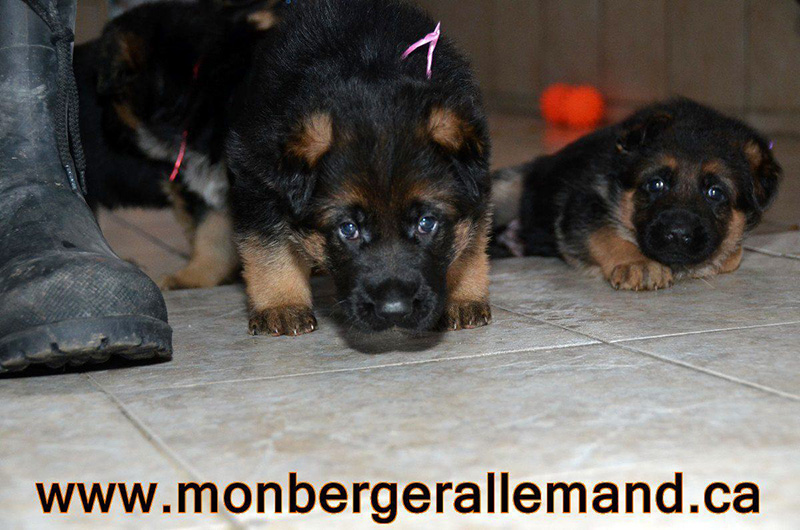 22 mars Chiot Berger allemand a Kenya ! né 17 Fevrier 2013