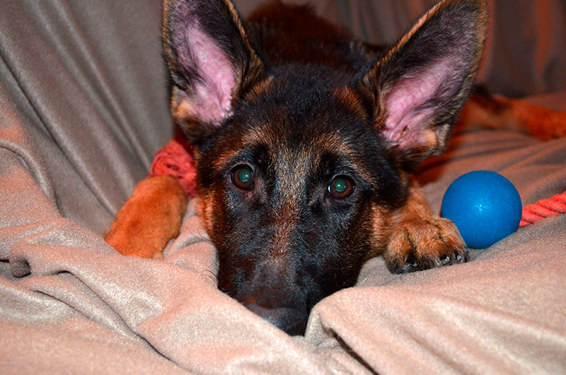 Arya 5 mois né de Roxy et Vidal - Chiot berger allemand Femelle