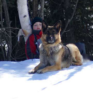 Chiot berger allemand a vendre Laval, Montreal a quebec